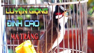 Luyện Giọng VÍP Cho Chào Mào Má Trắng Âm 8-9-10, Chào Mào Non Học Nhanh - Giọng Hay