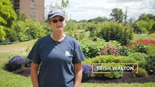 Pollinators in your garden with Gardener Trish Walton