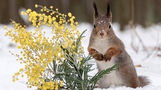 Животные весной. Animals in spring.