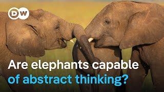 Study proves elephants have a kind of name for each other  | DW News