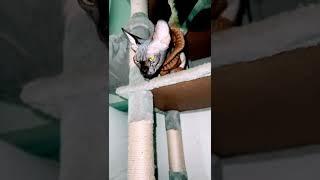Лысая кошка сфинкс готовится к прыжку