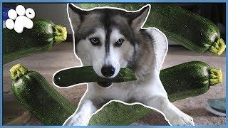 HUSKY PLAYS WITH A WHOLE ZUCCHINI!