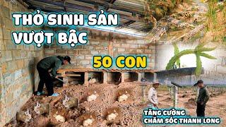 Quanglinhvlogs || Thỏ Tăng Trưởng Mạnh Tại Quang Linh Farm - Tăng Cường Chăm Sóc Thanh Long.