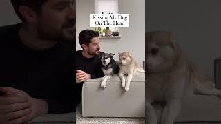 Dramatic Mini Husky Freaks Out When Owner Kisses Other Dog On The Head