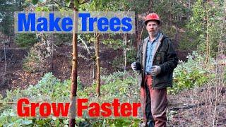 Thinning The Trees on My Forest Land - Forest Management