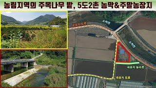 [영월토지 1,095㎡ // 3천3백만원]  소하천 옆 주목나무 밭, 쉼터용 주말농장지...