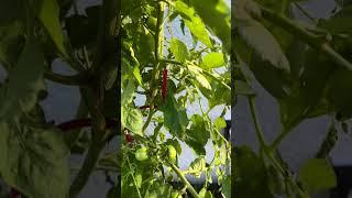 Lots of #tomatoes #shortsviral #tomates #homegrown ##agricultura