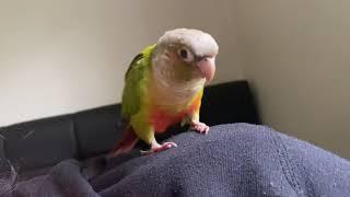 Mitthu satisfying Chirps#like #viral #live #trending #birds #chirping #shorts #conure #mitthu#cute