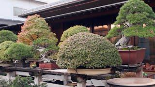 Aichien Bonsai Nursery