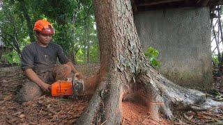 Soaking wet ..!! Cut down trees during the rainy season 