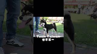 #TeamTaiwan#東北莊日本柴犬 #特寵業繁字第G1110004號 #柴犬幼犬 #熱門犬種 #毛小孩 #熱門 #柴犬 #小柴 #赤柴 #黑柴 #白柴 #小狗 #可愛 #寵物#推薦