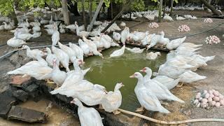 How to Raise 2000 Muscovy Ducks for Eggs - Muscovy Duck Farm