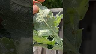 Stop Aphid Infestations With Diatomaceous Earth