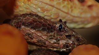 Eyelash Viper! (Species Spotlight)