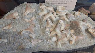 Fossil Hunting Road Trip Day 1 - Christchurch to Dunedin - huge shark tooth cluster