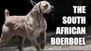 THE MASTER OF ALL BULLDOGS SAID SAVAGE KINGDOM BOERBOELS HAVE MIX MASTIFFS CLAIMING THAT PURE.