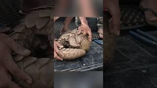 This Pangolin Got Rescued with Care 