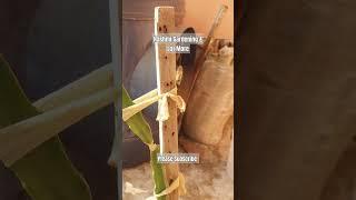 Dragon Fruit Plant | Sugar Dragon | Vietnamese White | Growth Update    #Shorts #gardening