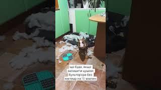 Що буде, якщо залишити цуценя без нагляду на 10 хвилин