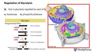 Regulation of Glycolysis