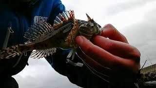 LRF FISHING Northern Ireland - Scorpion Fish, Pollack & more