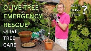 OLIVE TREE EMERGENCY RESCUE Olive Tree Care Top Tips