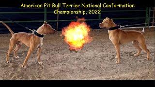 Best Champion APBT's: American Pit Bull Terrier Nationals, Complete Show 2022—Salt Lake, Utah!