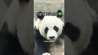자기 관리 만렙 그루밍 남 러바오
