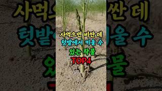 사먹으면 비싼 데 텃밭에서 키울 수 있는 작물 TOP4
