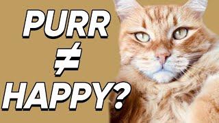 Why Do Cats Purr?