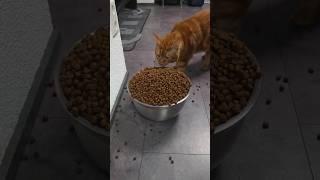 Сколько ест мейн-кун? ‍⬛ #Кот #Еда #МейнКун #Животные