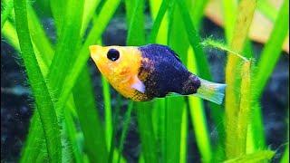 Aquarium Community Fish Live Stream  ~ Relaxing Fish Tank Sounds ~ Real Planted Aquarium