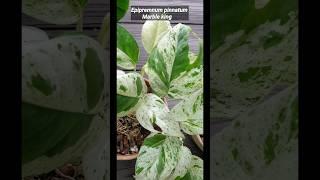 Plant vs Plant! Epipremnum Marble King OR Marble Queen?  #guywithaplant #epipremnum