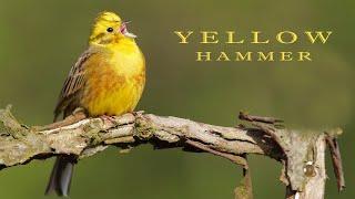 Yellowhammer. Bird sounds and nest with chicks.