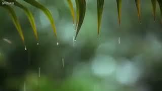 Relaxing Music & Soft Rain Sounds  Relaxing Piano Music, Sleep Music, Peaceful Music 148