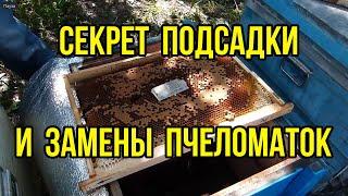 100% приём пчеломаток при подсадке, секрет замены пчеломаток