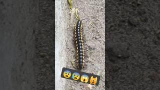 कीड़ा  #मिलीपीड #Millipedelifecycle #millipedeslife #millipedetoy #keeda #kenno #indianmillipede