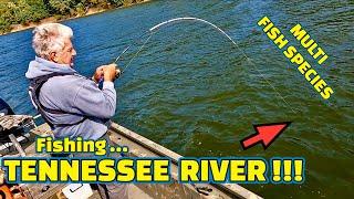 (CRAZY) Fishing the TENNESSEE RIVER using Live Minnows as Bait !!