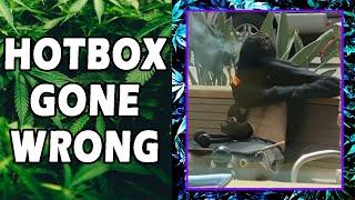 WEED MEMES & Fail Compilation [#117] - Fatally Stoned