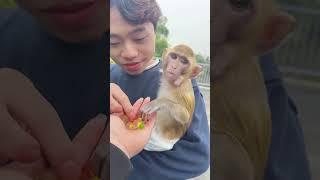 3 Things That Make MONKEYS Adorable #monkeybobo #funny #animal