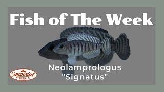 Neolamprologus 'Signatus"