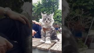 This Cat Ruined His Hunt 