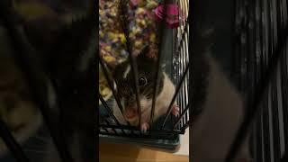 Oreo the hamster#music #beats #shorts #pets #hamsters #subscribe #like #share #oreocake