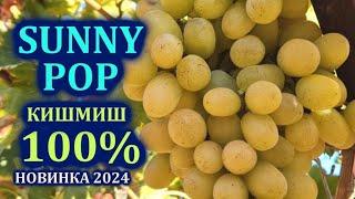 Кишмиш SUNNY POP seedless СУПЕР НОВИНКА В УКРАИНЕ 2024!