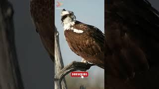 Osprey Calling - Loud and Long #shorts #osprey #GoTrails #birdcalls #birdcall #birding #birdnest