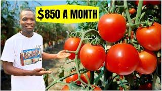 Nigerian Man Turning His Backyard To A Thriving Tomato Farm | Tiny Space, Big Harvest