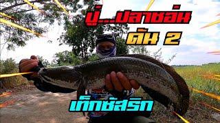 ปลาช่อน​ไซส์...ปู่ สไตล์​เท็กซัส​ริก​ #ปลายาง_Flicker​ #texasrig​ #น้าศาล​เบ็ด​ซิ่ง​