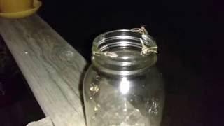 A Jar Of Fireflies