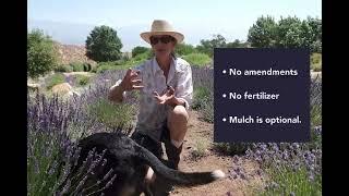 Eastern Sierra Lavender production at De La Cour Ranch