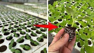 5 STEP Sowing Melon Seedlings With Vermicompost At Home - CREATE Super Strong Roots